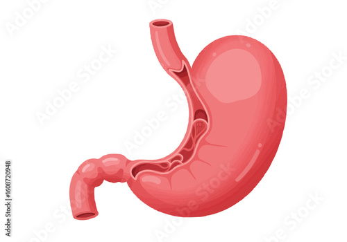 Illustration of a human stomach with visible internal structures and pinkish color on a white background