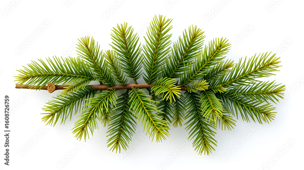 Naklejka premium Fresh Green Fir Branch Isolated on a White Background