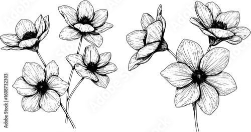 Set of  flowers with line art element design. black and white line art drawing, no color, no shading. white background