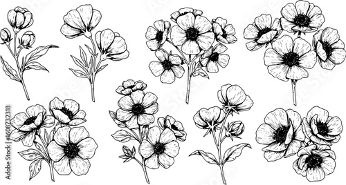 Set of  flowers with line art element design. black and white line art drawing, no color, no shading. white background