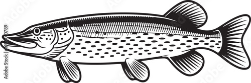 Northern Pike Line Art – Freshwater Fish Vector Drawing for Anglers