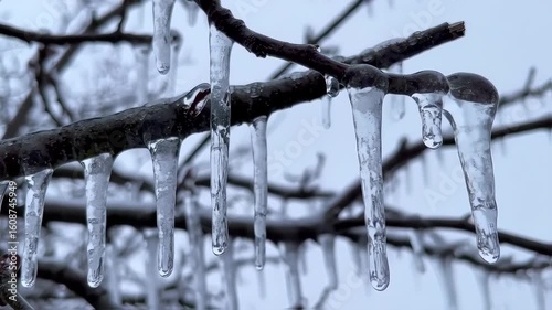 Icicles hanging from tree branches