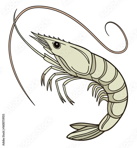 vector illustration of shrimp