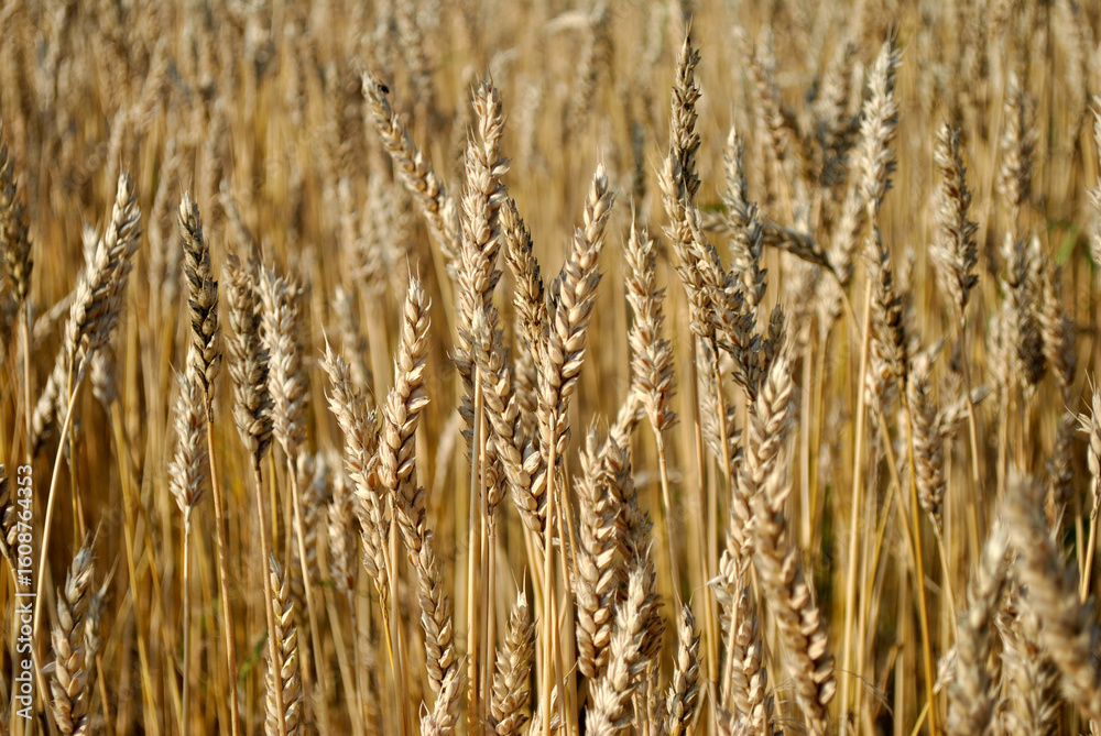 Fototapeta premium golden wheat field