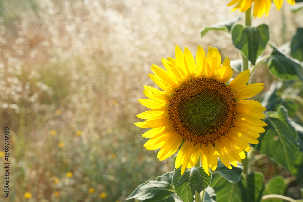Fototapeta premium The most beautiful images of sunflowers
