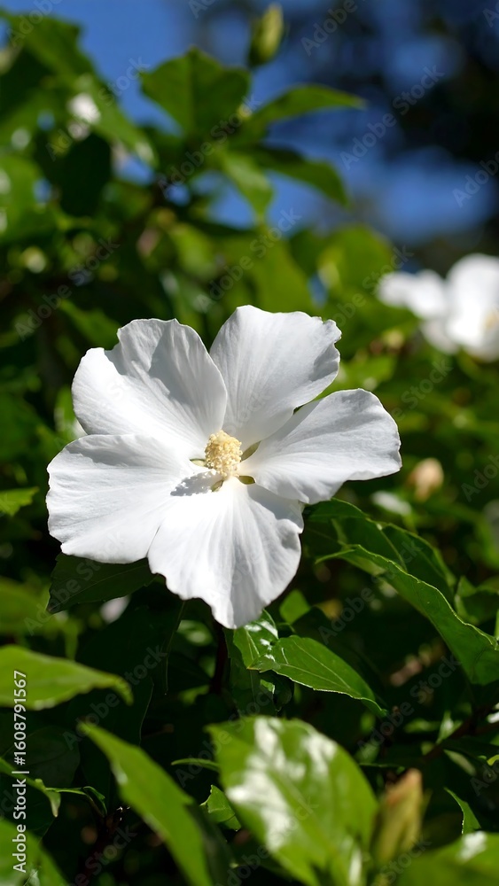 Obraz premium White flower in lush foliage