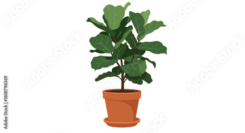 Elegant fiddle leaf fig in terracotta pot on white background