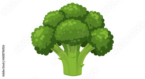 Fresh green broccoli on white background in cartoon style