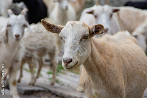 Close-up of a young goat among a herd looking into the distance