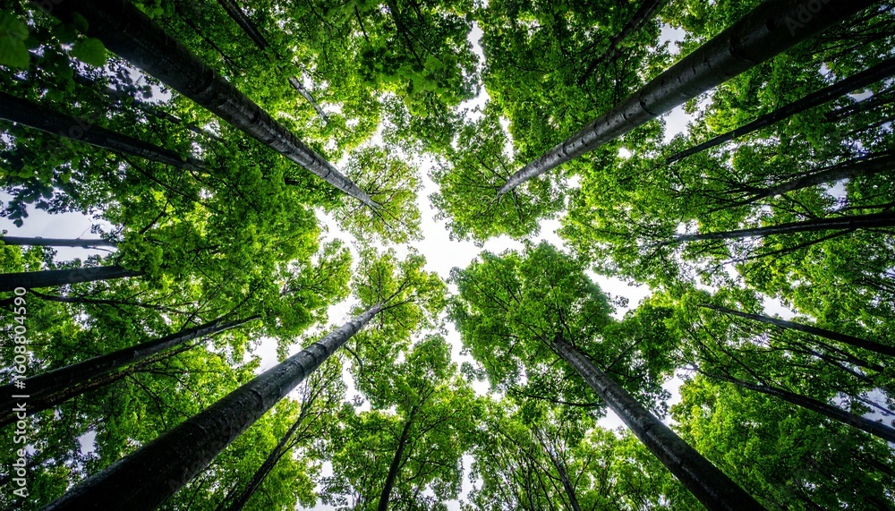 Fototapeta premium Looking upwards through tall, green trees towards the bright sky.
