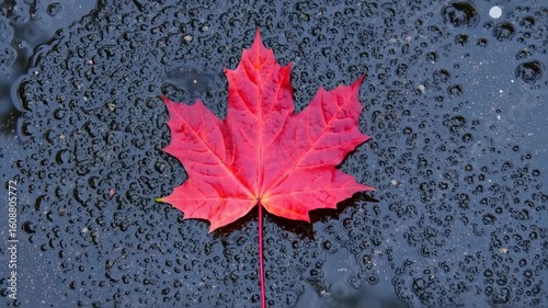 Red maple leaf on wet pavement