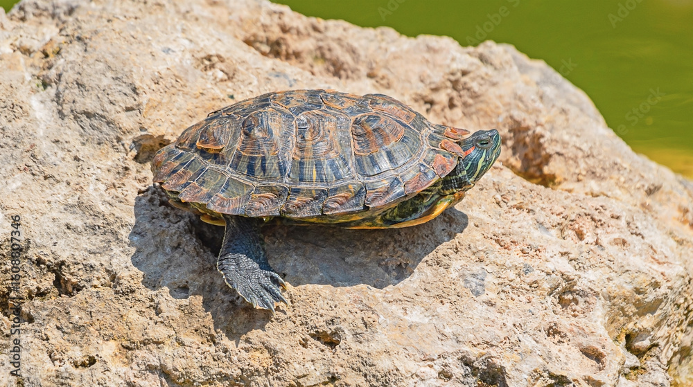 Obraz premium red-eared turtle basking in the sun