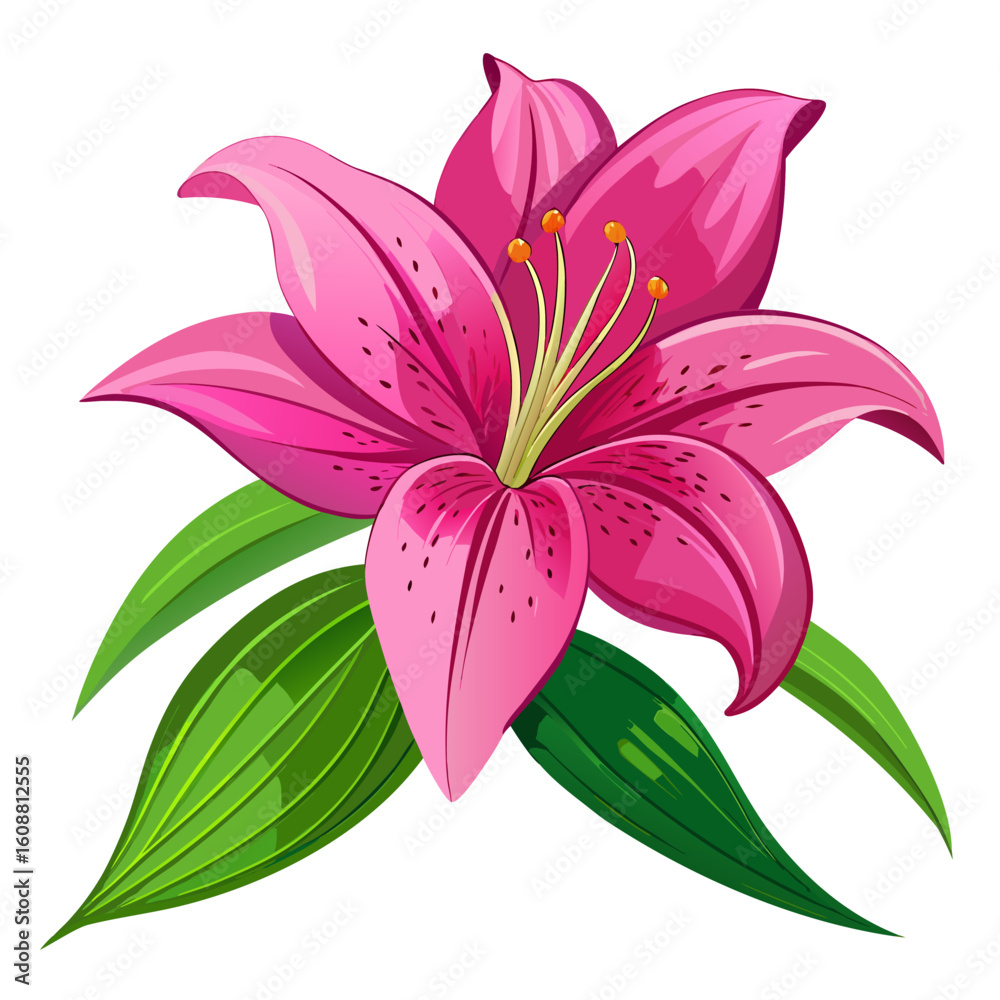 Naklejka premium pink lily isolated on white background