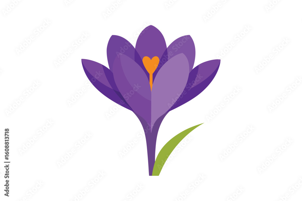 Naklejka premium Cartoon Crocus Flower In Purple On White Background