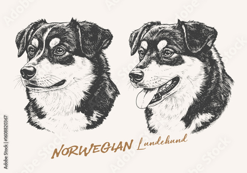 Dog head engraving illustration. Norwegian Lundehund Dog vector illustration