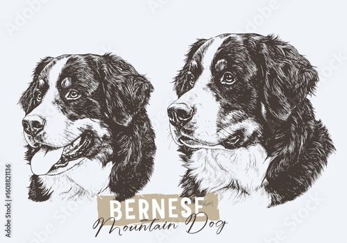 Dog head engraving illustration. Bernese Mountain Dog vector illustration