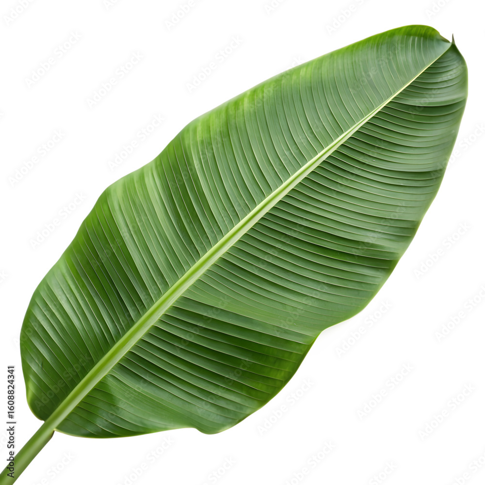 Large Lush Green Banana Leaf with Detailed Veins on white Background Large Lush Green Banana Leaf with Detailed Veins on white Background