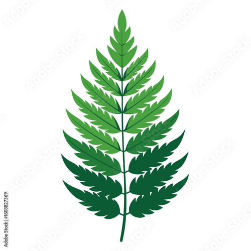 green fern isolated on white