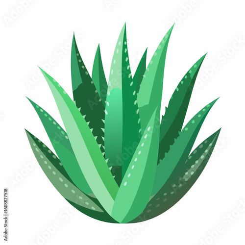 aloe vera plant