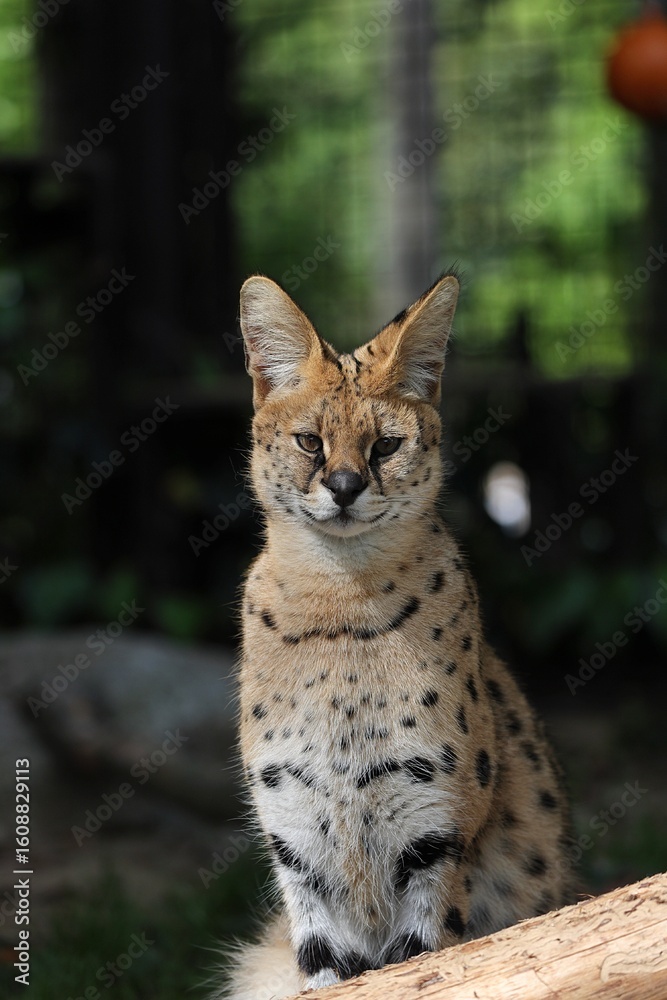 Fototapeta premium 座ったカメラ目線のサーバル