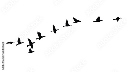 Flock of birds in flight flying migration