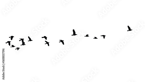 Flock of birds in flight silhouetted against white flying black
