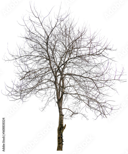 PNG death tree transparent background 