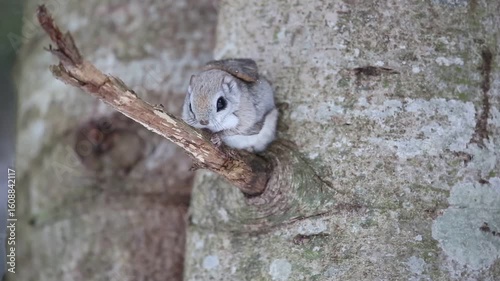 The Ezo flying squirrel (Pteromys volans orii) or Ezo-momonga is a subspecies of the Siberian flying squirrel. It is endemic to Hokkaido, Japan