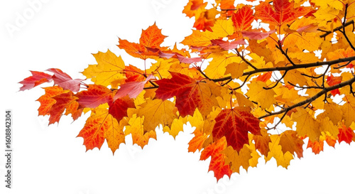 Vibrant autumn maple tree branch with colorful leaves isolated on transparent background