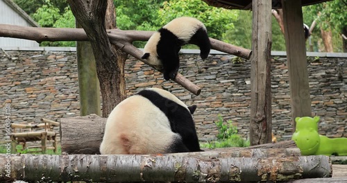 Giant pandas playing in the zoo