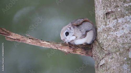 The Ezo flying squirrel (Pteromys volans orii) or Ezo-momonga is a subspecies of the Siberian flying squirrel. It is endemic to Hokkaido, Japan