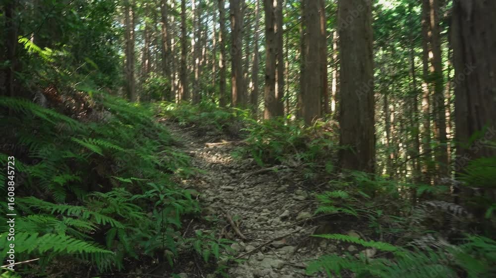 熊野古道・大辺路「富田坂」和歌山県白浜町 Historic Tondazaka on the Kumano Kodo Ohechi Route – Shirahama, Wakayama Prefecture 熊野古道・大辺路「富田坂」和歌山県白浜町 Historic Tondazaka on the Kumano Kodo Ohechi Route – Shirahama, Wakayama Prefecture