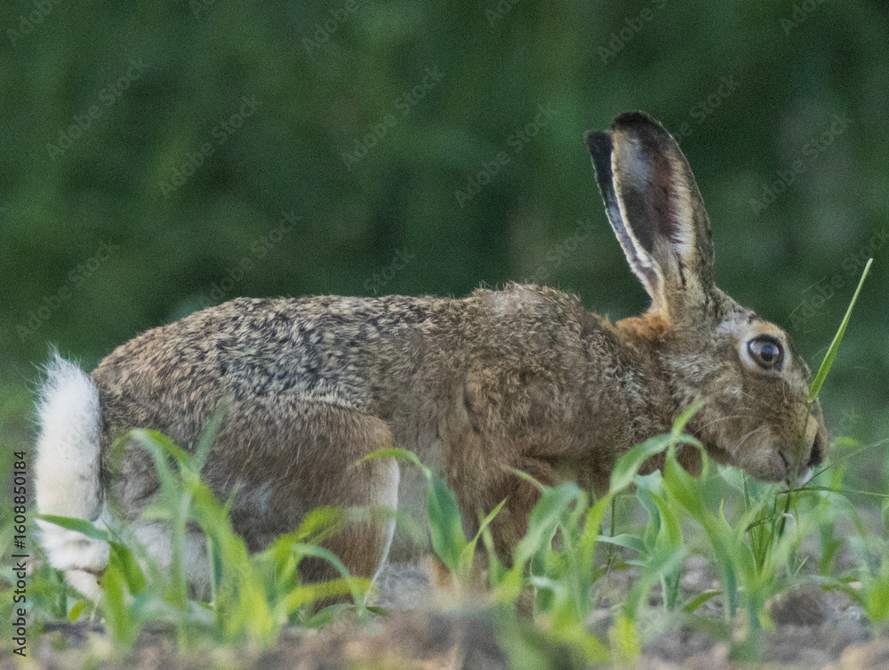 Fototapeta premium lièvre dans l'herbe