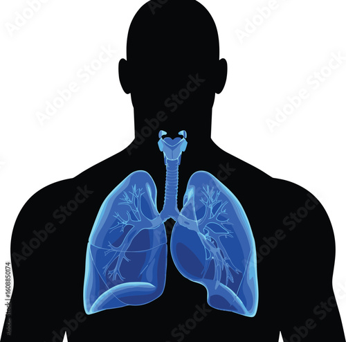 Human body with visible lungs, medical illustration, respiratory system anatomy, lung health, internal organs, trachea structure, healthcare vector diagram