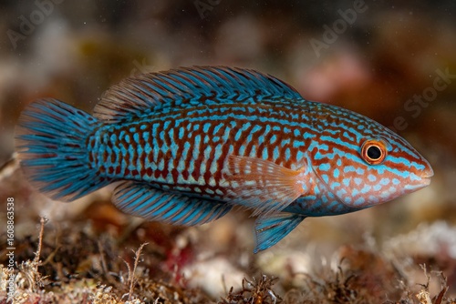 Rusty Wrasse with Blue Spots