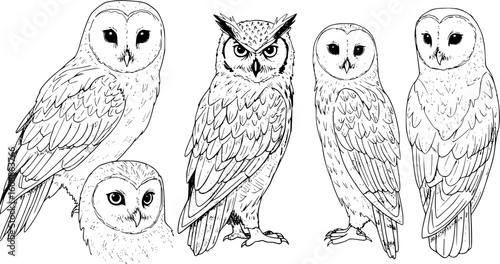 Realistic owls in outlines - vector illustration