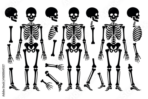 Skull vector illustrations for Halloween designs. Perfect for spooky party invitations, haunted house flyers, and horror themed merchandise.