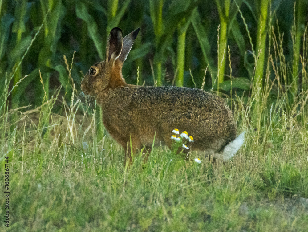 Fototapeta premium lièvre dans le maïs