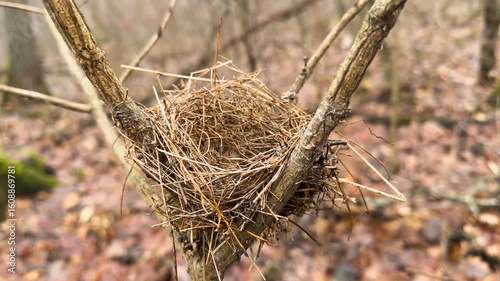Abandoned empty bird nest on a bare tree branch in the forest in early spring. Concept of loneliness, seasonal change, fragile nature and new life cycle. Close up of rustic wild birdhouse.
