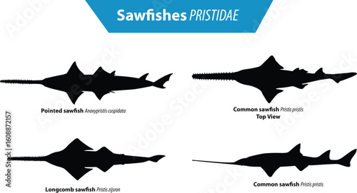 Black silhouettes of different sawfish types Pointed Longcomb and Common sawfish Educational chart showing four sawfish silhouettes for marine biology and ichthyology