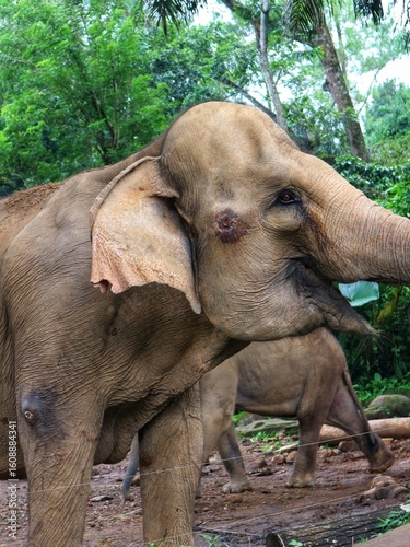 Asian Elephant in Zoo Habitat Surrounded by Lush Greenery, Captive Wildlife in Naturalistic Enclosure, Conservation and Education Concept