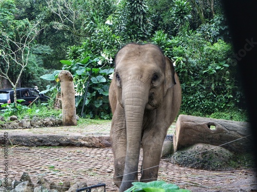 Asian Elephant in Zoo Habitat Surrounded by Lush Greenery, Captive Wildlife in Naturalistic Enclosure, Conservation and Education Concept
