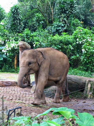 Asian Elephant in Zoo Habitat Surrounded by Lush Greenery, Captive Wildlife in Naturalistic Enclosure, Conservation and Education Concept