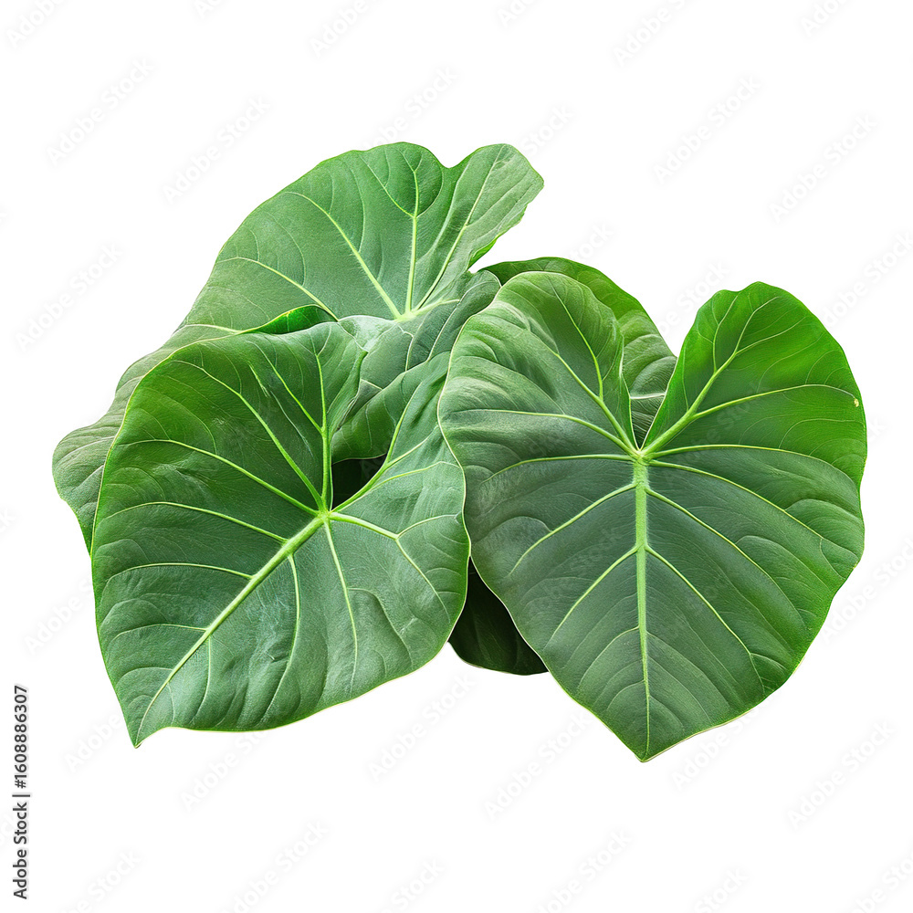 Obraz premium Colocasia green leaves isolated on transparent background