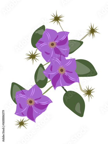 Digital Art Clematis Flower Purple Top View Isolated White Background
