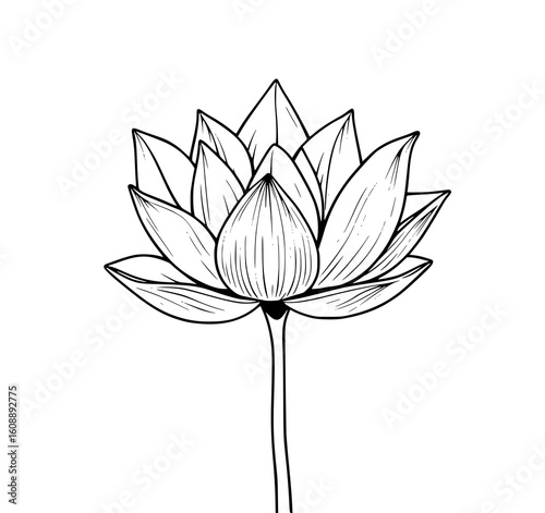 Lotus Flower Line Art: An elegant monochrome illustration depicts a detailed lotus blossom, its petals meticulously rendered with delicate lines, conveying serenity and grace.