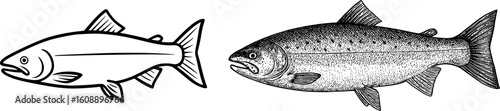 Salmon and Trout - Detailed Fish Identification vector for Guides and Posters.