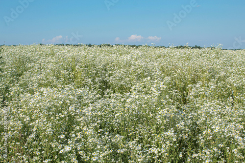 field of white flowers