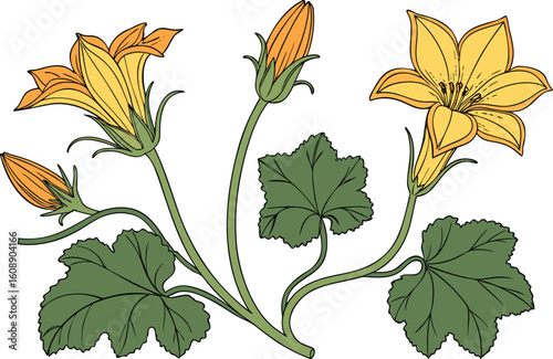 Colorful Pumpkin Flower Illustration with Detailed Petals and Leaves. Bright Organic Pumpkin Flower Artwork for Botanical and Culinary Projects. Vibrant Pumpkin Flower Drawing Perfect for Farm