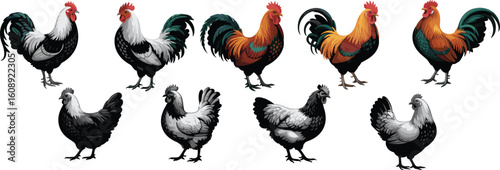 Collection of rooster and hen vector illustrations with different poses, colorful feathers, realistic details, isolated on transparent background flat vector illustration